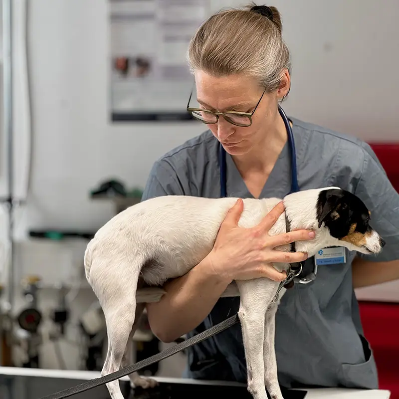 Kosten-Verhaltenstherapie KOSTEN DER TIERÄRZTLICHEN VERHALTENSTHERAPIE